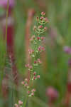 Coastal false asphodel